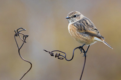 BUITEN BEELD Foto: 380563