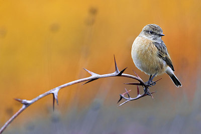 BUITEN BEELD Foto: 380566