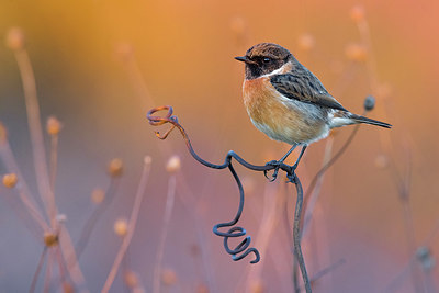 BUITEN BEELD Foto: 380567