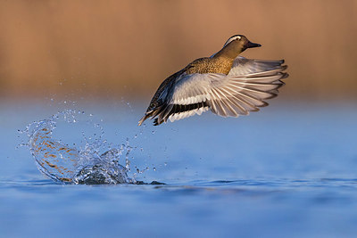 BUITEN BEELD Foto: 380582