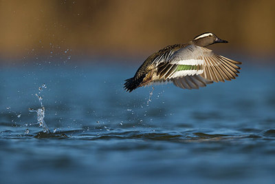 BUITEN BEELD Foto: 380590