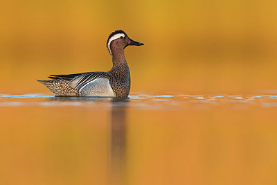 BUITEN BEELD Foto: 380592