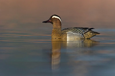 BUITEN BEELD Foto: 380594