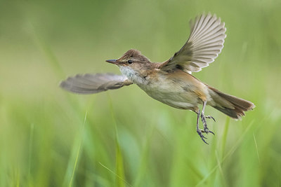 BUITEN BEELD Foto: 380625