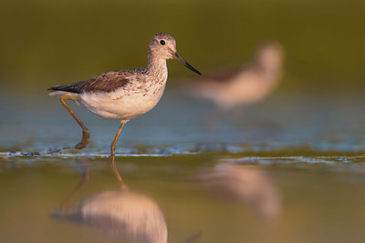 BUITEN BEELD Foto: 380654