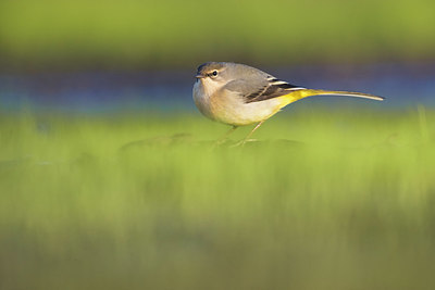 BUITEN BEELD Foto: 380677