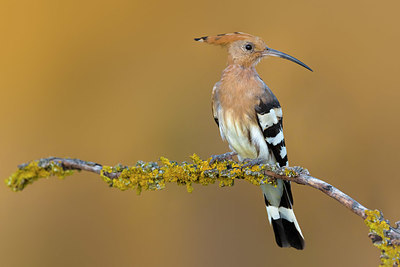 BUITEN BEELD Foto: 380684