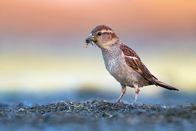 BUITEN BEELD Foto: 380686