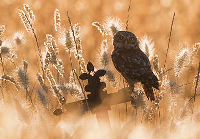 BUITEN BEELD Foto: 380726