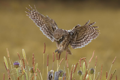 BUITEN BEELD Foto: 380737