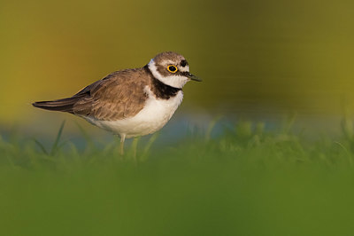 BUITEN BEELD Foto: 380744