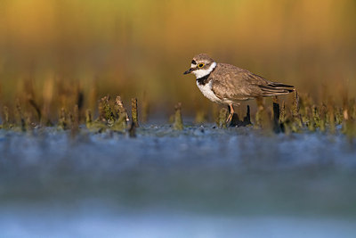 BUITEN BEELD Foto: 380745