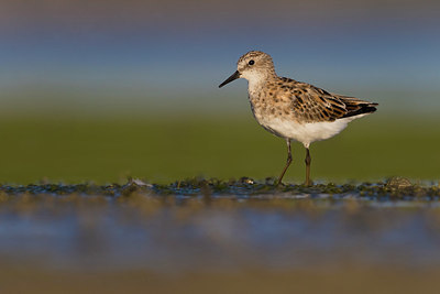 BUITEN BEELD Foto: 380760