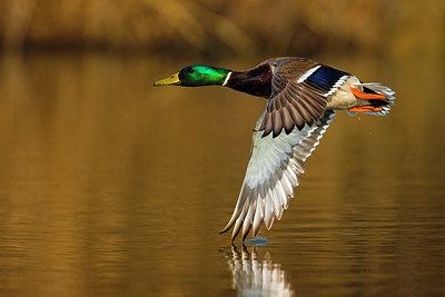 BUITEN BEELD Foto: 380764