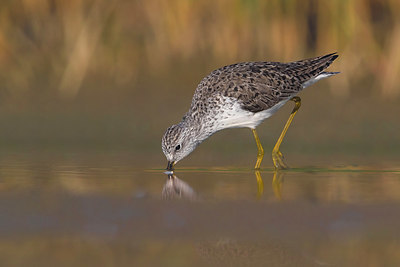 BUITEN BEELD Foto: 380776