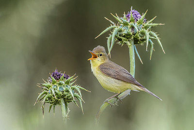 BUITEN BEELD Foto: 380777