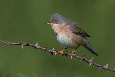 BUITEN BEELD Foto: 380784