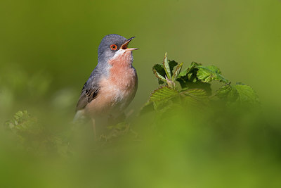 BUITEN BEELD Foto: 380786