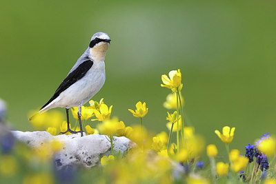 BUITEN BEELD Foto: 380803