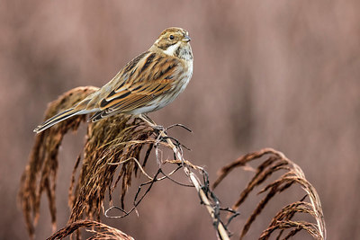 BUITEN BEELD Foto: 380832