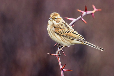 BUITEN BEELD Foto: 380834