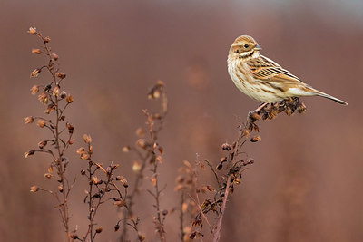 BUITEN BEELD Foto: 380837