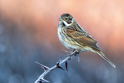 BUITEN BEELD Foto: 380838