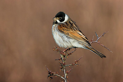BUITEN BEELD Foto: 380840