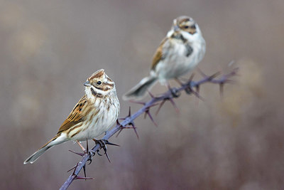 BUITEN BEELD Foto: 380844