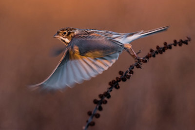 BUITEN BEELD Foto: 380851
