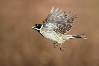 BUITEN BEELD Foto: 380853