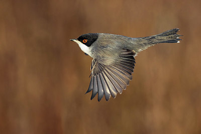 BUITEN BEELD Foto: 380914