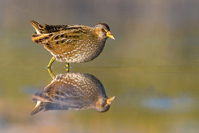 BUITEN BEELD Foto: 380928