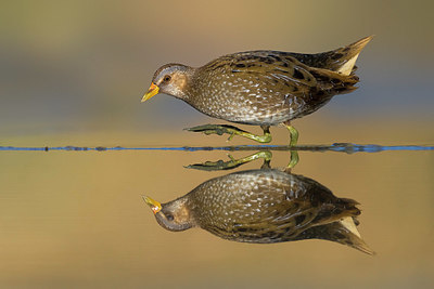 BUITEN BEELD Foto: 380932