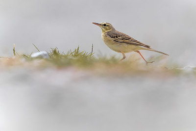 BUITEN BEELD Foto: 380948