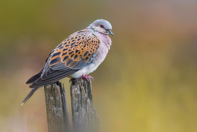 BUITEN BEELD Foto: 380954