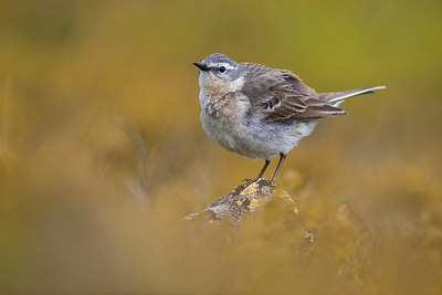 BUITEN BEELD Foto: 380963