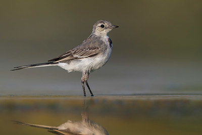 BUITEN BEELD Foto: 380975