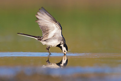 BUITEN BEELD Foto: 380985