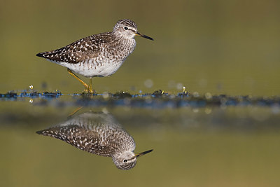 BUITEN BEELD Foto: 381007