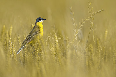 BUITEN BEELD Foto: 381065