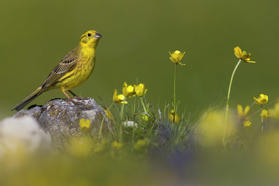 BUITEN BEELD Foto: 381088