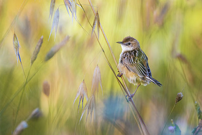 BUITEN BEELD Foto: 381096