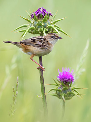 BUITEN BEELD Foto: 381097