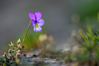 BUITEN BEELD Foto: 381106