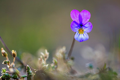 BUITEN BEELD Foto: 381108