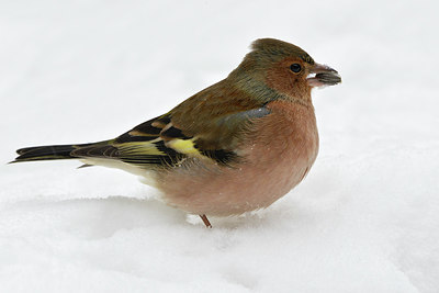 BUITEN BEELD Foto: 381157