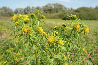 BUITEN BEELD Foto: 381184