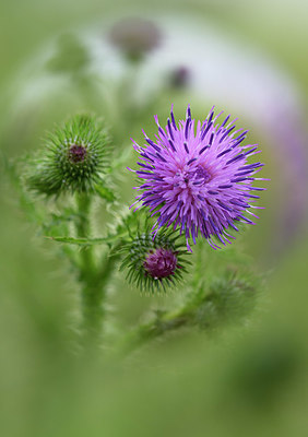BUITEN BEELD Foto: 381215