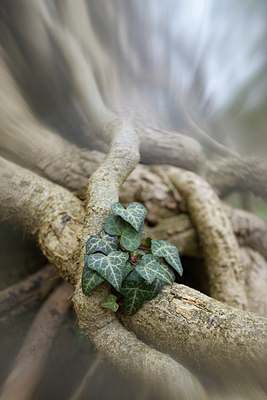 BUITEN BEELD Foto: 381225
